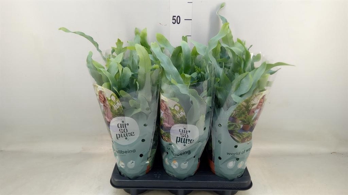 <h4>Phlebodium aureum 'Blue Star'</h4>