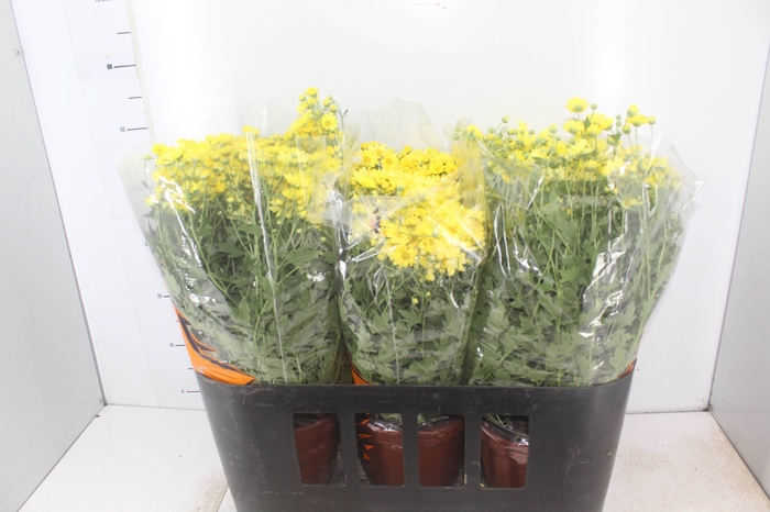 <h4>CRISANTEMO BOLA BELGA P20 AMARELO</h4>