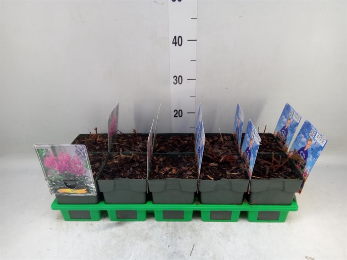 <h4>Astilbe japonica 'Mainz'</h4>