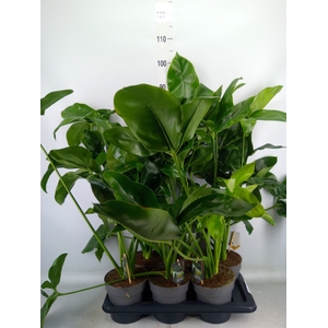Philodendron  'Fun Bun'