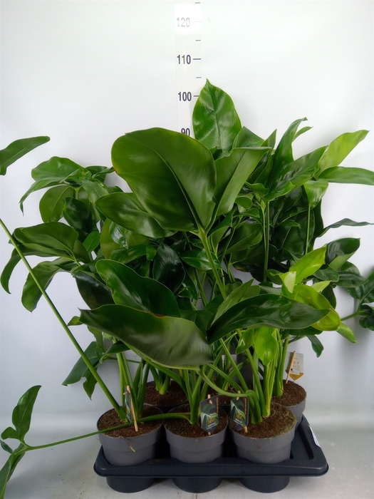 <h4>Philodendron  'Fun Bun'</h4>
