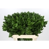 Ruscus Hypophyllum