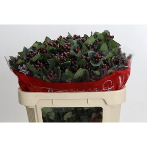 Hypericum Rocky Romance Spray