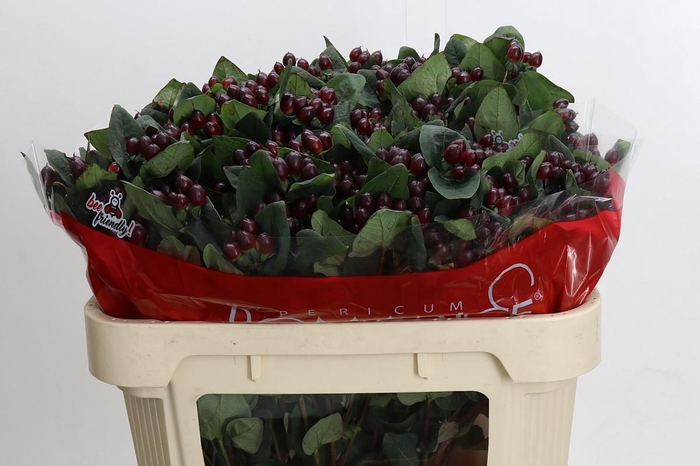 Hypericum Rocky Romance Spray