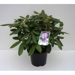 Rhod. Catawbiense overig