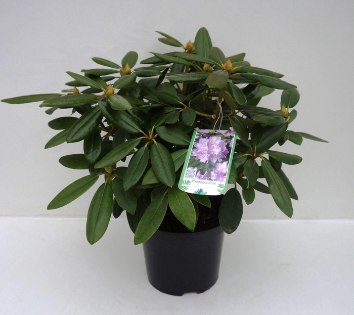 <h4>Rhod. Catawbiense overig</h4>