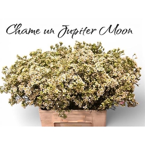 CHAME UN JUPITE MOON