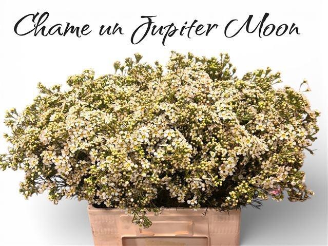 <h4>CHAME UN JUPITE MOON</h4>