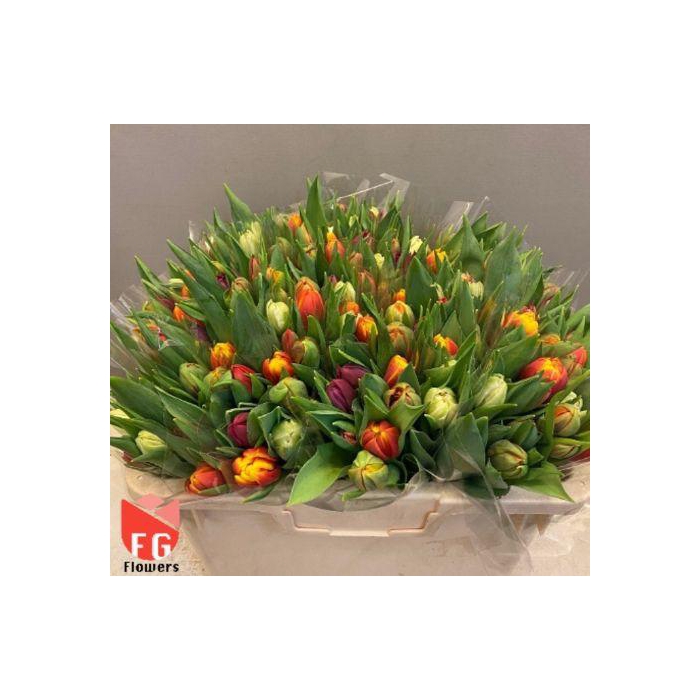 <h4>TU DU GEM Plastic</h4>