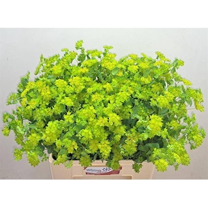 BUPLEURUM ROTUNDIFOL
