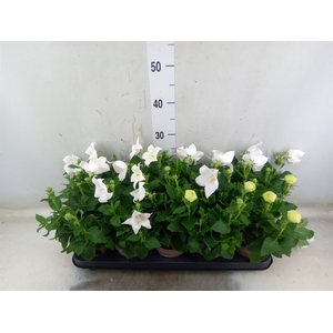 Platycodon grand. 'Astra White'
