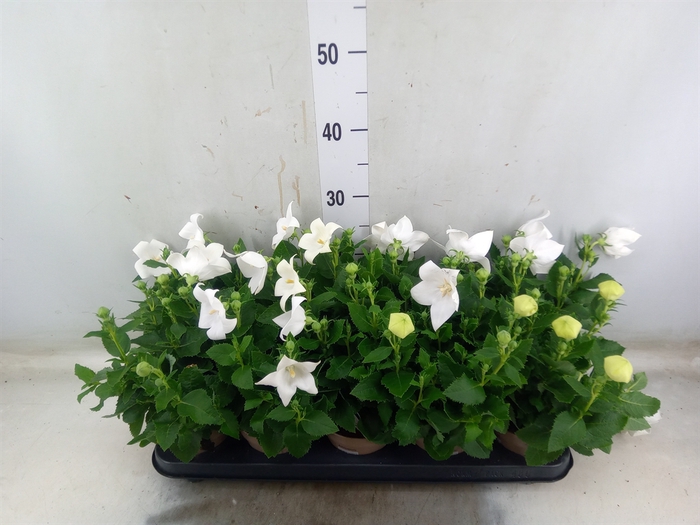 <h4>Platycodon grand. 'Astra White'</h4>