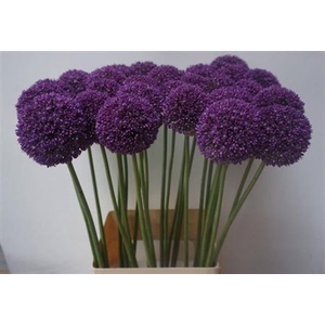 Allium Ambassador