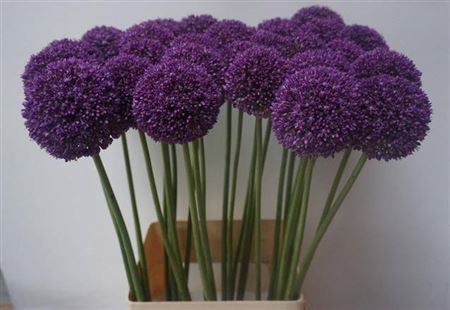 <h4>Allium Ambassador</h4>