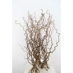 CORYL AV CONTORTA 1 JARIG 100CM