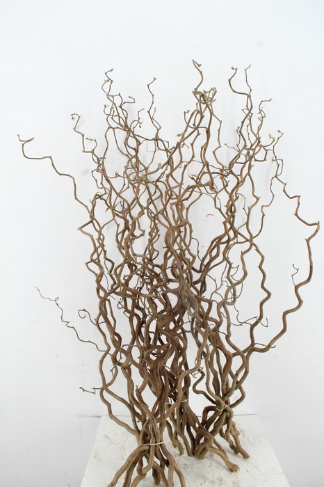 <h4>CORYL AV CONTORTA 1 JARIG 100CM</h4>