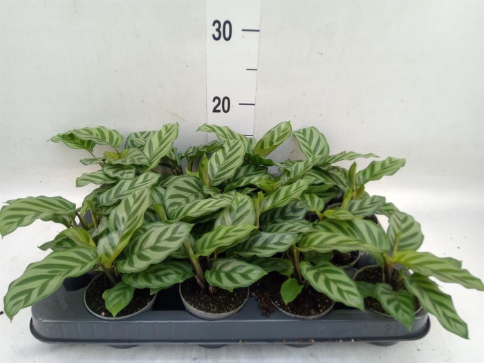 <h4>Calathea  'Freddie'</h4>
