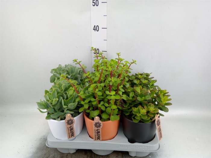 <h4>Succulents   ...</h4>