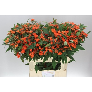 Euphorbia F T Queen Orange