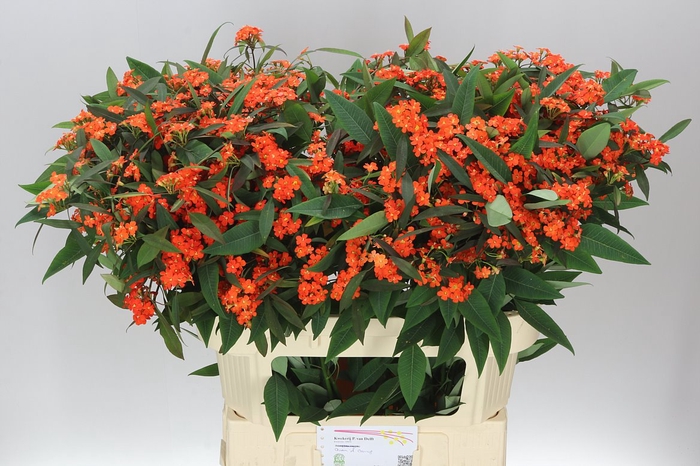 <h4>Euphorbia F T Queen Orange</h4>