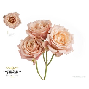Rosa spray garden sahara sensation