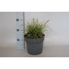 vaste planten 19 cm  Carex Feather Falls