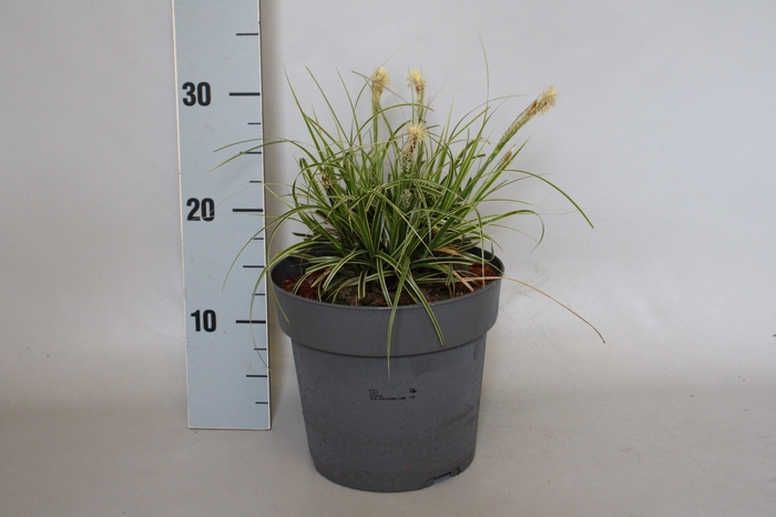 vaste planten 19 cm  Carex Feather Falls