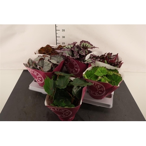 Bladbegonia Beleaf Gem 13 Cm. Pot