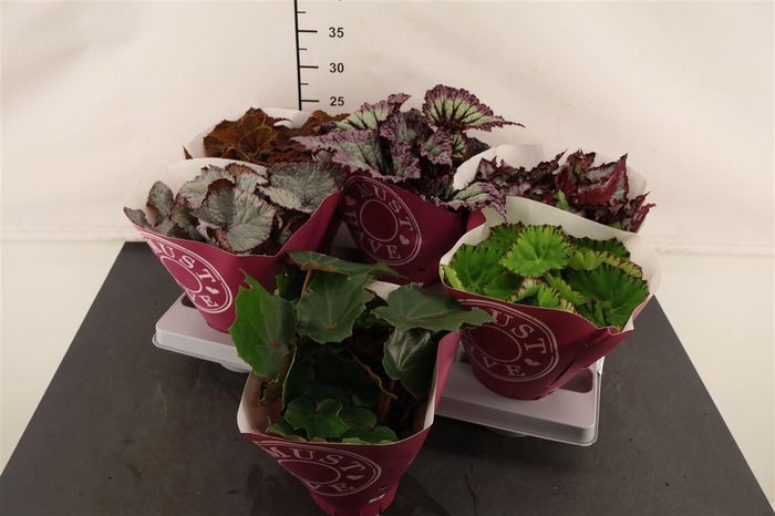 <h4>Bladbegonia Beleaf Gem 13 Cm. Pot</h4>