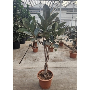 Ficus Burgundy