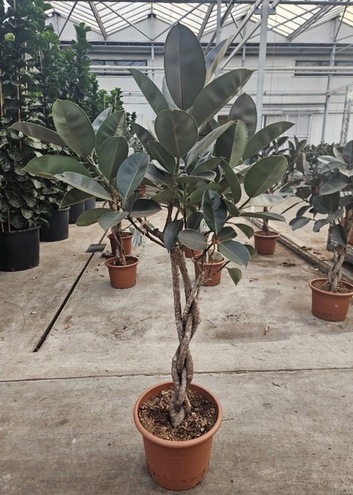 <h4>Ficus Burgundy</h4>