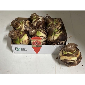 BLOEMBOL HIPPEASTRUM