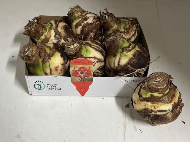 <h4>BLOEMBOL HIPPEASTRUM</h4>