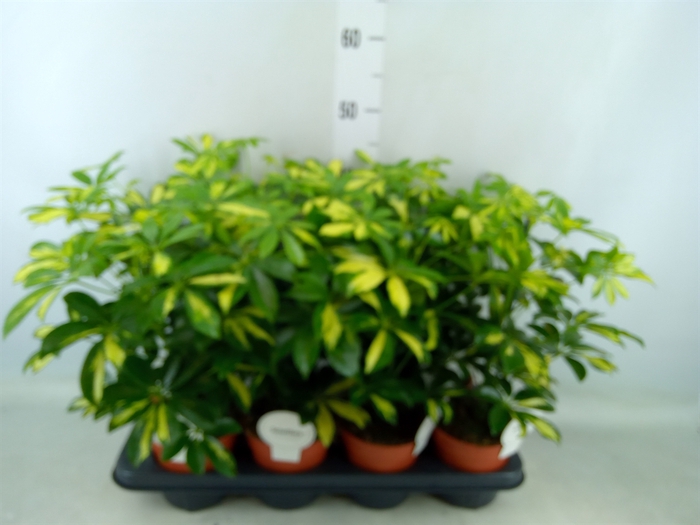 <h4>Schefflera arbor. 'Gerda'</h4>