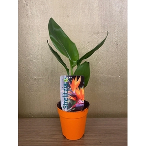 Strelitzia reginae p9
