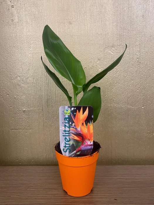 <h4>Strelitzia reginae p9</h4>