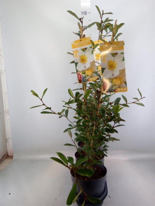 <h4>Magnolia   ...</h4>