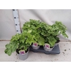 Alce Rosea Spring Purple