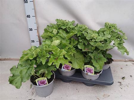 Alce Rosea Spring Purple