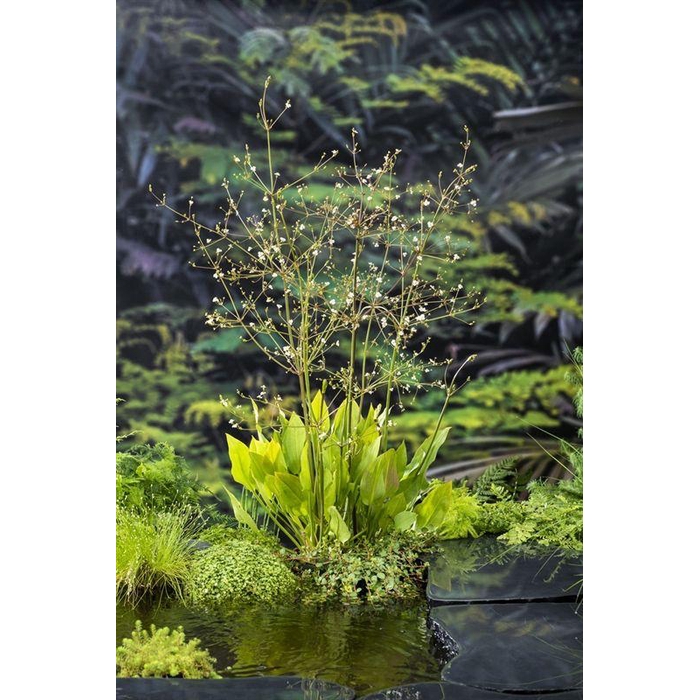 <h4>Alisma plantago-aquatica</h4>