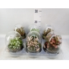 Arr.   Kamerplant Groen H%