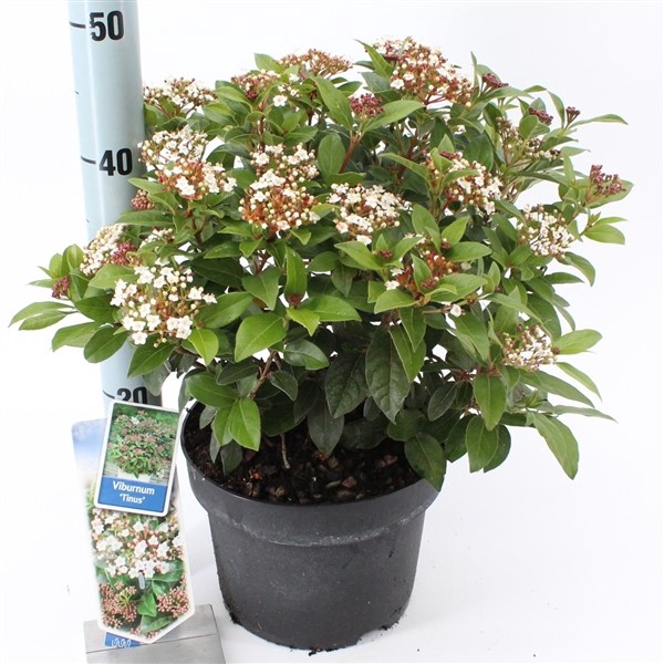Viburnum tinus C5