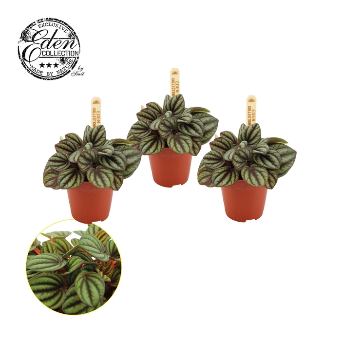 <h4>Peperomia albov. 'Piccolo Banda'</h4>