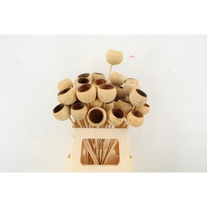 Stick Bell Cup Natural