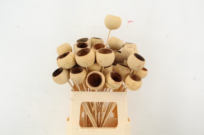 <h4>Stick Bell Cup Natural</h4>