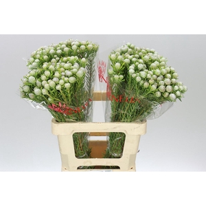 Kaaps Jade Pearl Spray