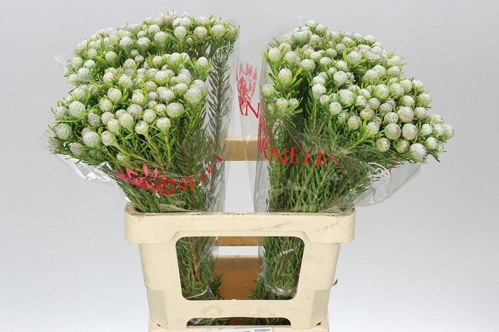 <h4>Kaaps Jade Pearl Spray</h4>