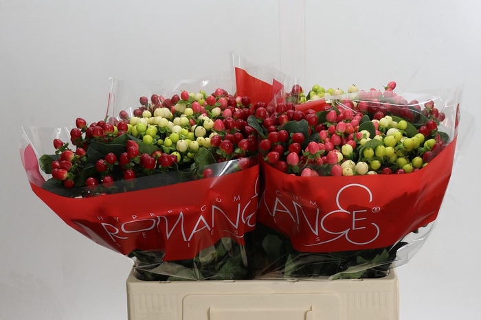 <h4>Hypericum Rainbow Romance</h4>