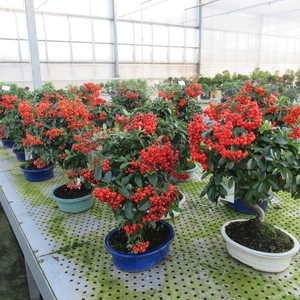 Pyracantha angustifolia, pot 20cm.