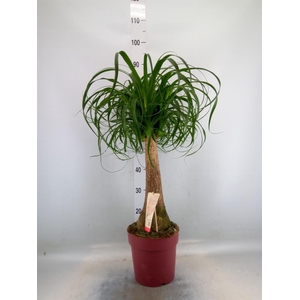 Beaucarnea recurvata